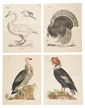 (BIRDS.) Georg August Goldfuss. Large group of 24 lithographed plates from Naturhistorischer Atlas.